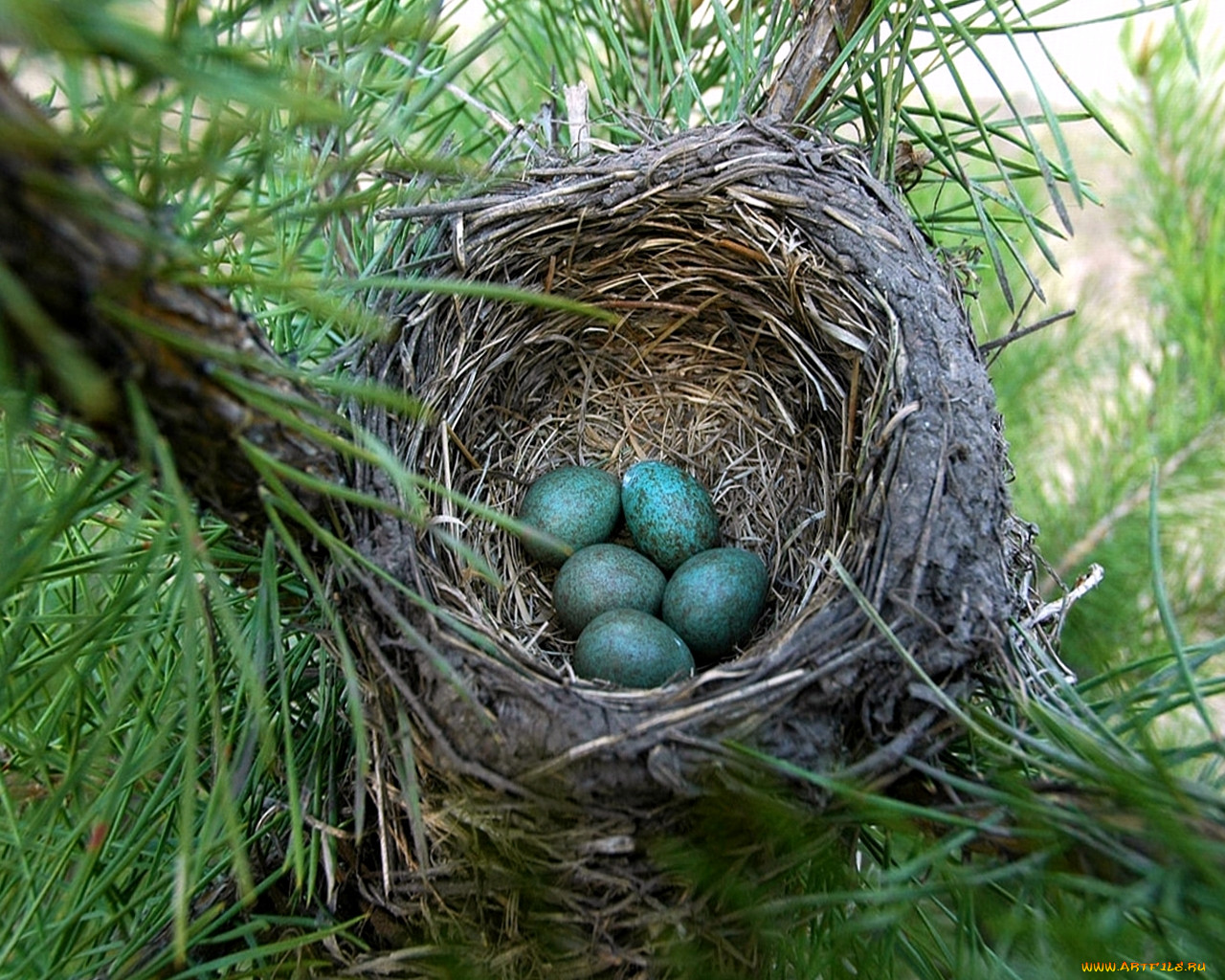 Птицы гнезда на земле. Остара гнездо. Гнездо для птиц.. Гнездо в траве. Необычные птичьи гнезда.